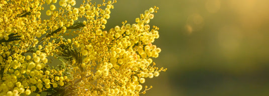 Air Purifiers Designed for Pollen & Allergens